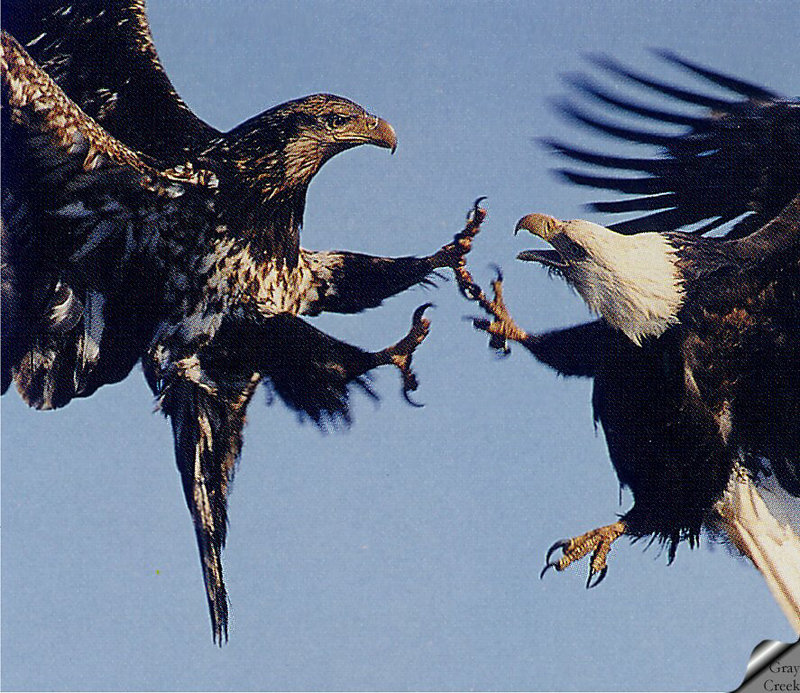 [GrayCreek] Bald Eagle; DISPLAY FULL IMAGE.