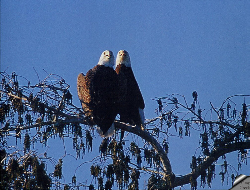 [GrayCreek] Bald Eagle; DISPLAY FULL IMAGE.