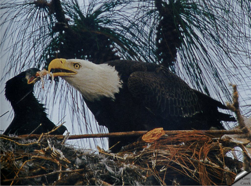 [GrayCreek] Bald Eagle; DISPLAY FULL IMAGE.