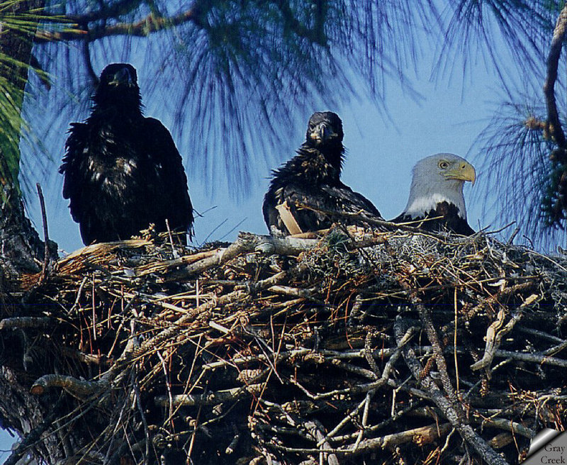 [GrayCreek] Bald Eagle; DISPLAY FULL IMAGE.