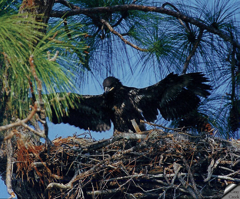 [GrayCreek] Bald Eagle; DISPLAY FULL IMAGE.