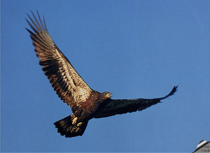 [GrayCreek] Bald Eagle; DISPLAY FULL IMAGE.