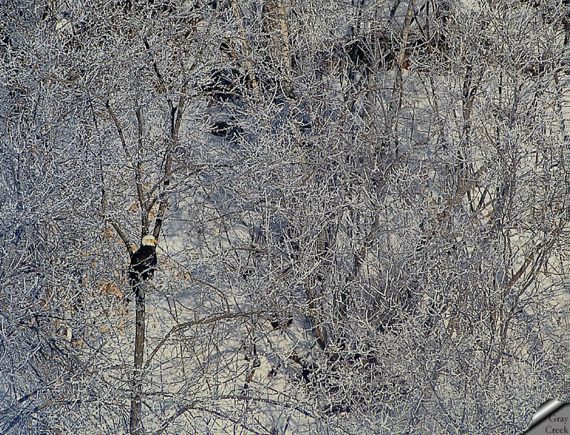 [GrayCreek] Bald Eagle; DISPLAY FULL IMAGE.