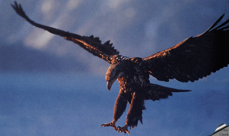 [GrayCreek] Bald Eagle; DISPLAY FULL IMAGE.