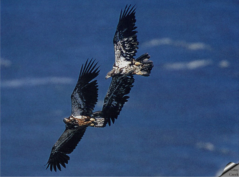 [GrayCreek] Bald Eagle; DISPLAY FULL IMAGE.