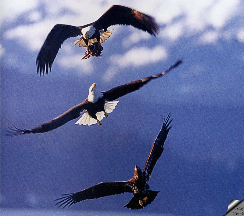 [GrayCreek] Bald Eagle; DISPLAY FULL IMAGE.