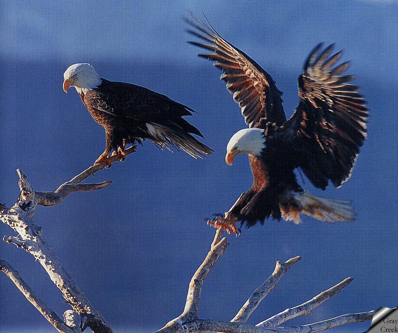 [GrayCreek] Bald Eagle; DISPLAY FULL IMAGE.
