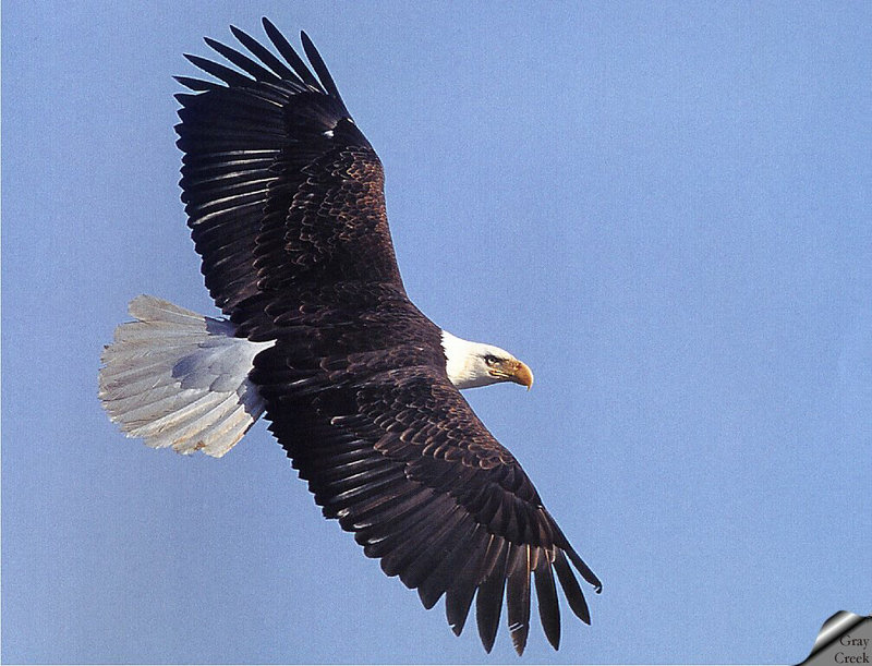 [GrayCreek] Bald Eagle; DISPLAY FULL IMAGE.
