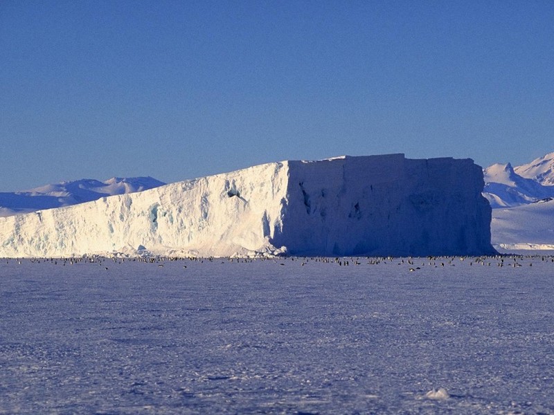 [DOT CD01] Antarctica - Penguins; DISPLAY FULL IMAGE.