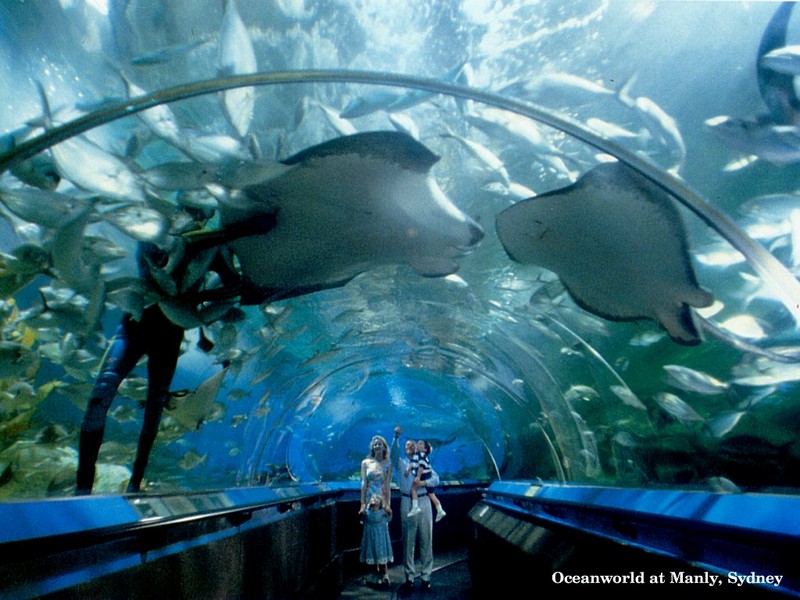 [DOT CD01] Australia - Giant Stingrays, Oceanworld at Manly, Sydney; DISPLAY FULL IMAGE.