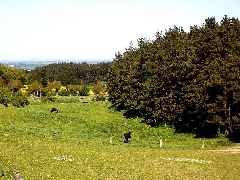 [DOT CD02] Horses, Djursland, Denmark; DISPLAY FULL IMAGE.