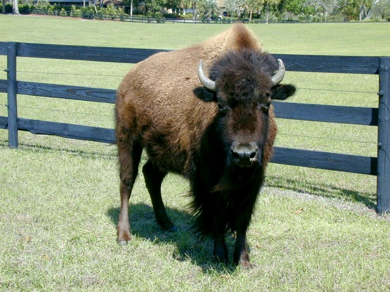 [DOT CD02] Florida - Gilchrist County - American Bison; DISPLAY FULL IMAGE.