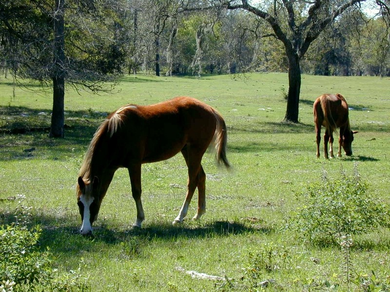 [DOT CD02] Florida - Gilchrist County - Horses; DISPLAY FULL IMAGE.