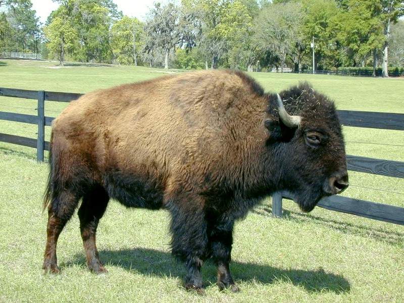 [DOT CD02] Florida - Gilchrist County - American Bison; DISPLAY FULL IMAGE.