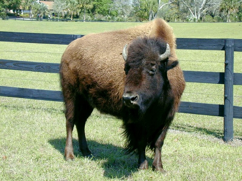 [DOT CD02] Florida - Gilchrist County - American Bison; DISPLAY FULL IMAGE.