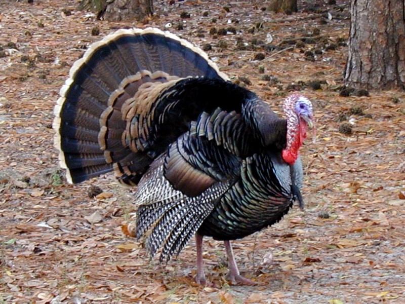 [DOT CD02] Florida - Gilchrist County - Domesticated Turkey; DISPLAY FULL IMAGE.