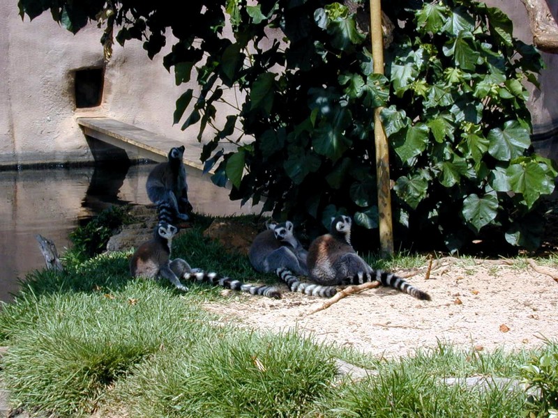 [DOT CD02] Hawaii - Honolulu Zoo - Ring-tailed Lemurs; DISPLAY FULL IMAGE.