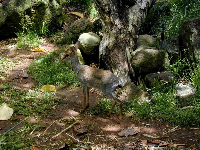 [DOT CD02] Hawaii - Honolulu Zoo - Dik-dik; DISPLAY FULL IMAGE.