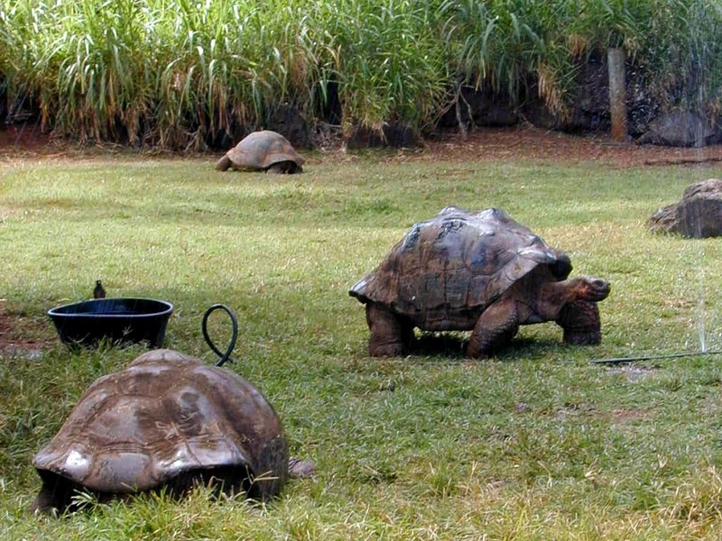 [DOT CD02] Hawaii - Honolulu Zoo - Turtles; DISPLAY FULL IMAGE.