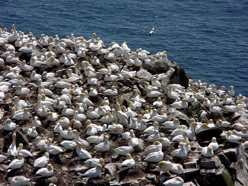 [DOT CD02] St. Marys, Newfoundland - Northern Gannets; DISPLAY FULL IMAGE.