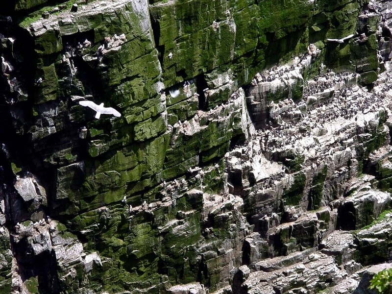 [DOT CD02] St. Marys, Newfoundland - Gulls; DISPLAY FULL IMAGE.