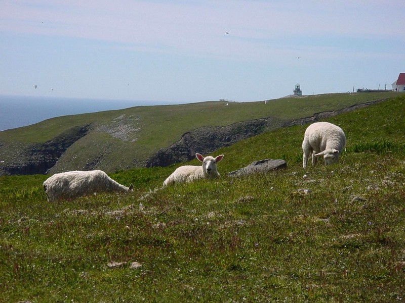 [DOT CD02] St. Marys, Newfoundland - Sheep; DISPLAY FULL IMAGE.