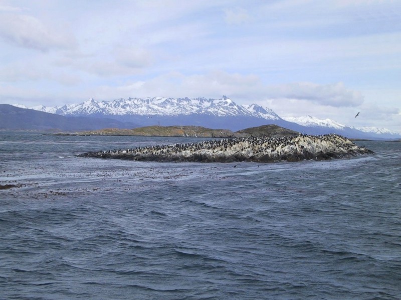 [DOT CD02] Ushuaia, Argentina, South America - Auk colony; DISPLAY FULL IMAGE.