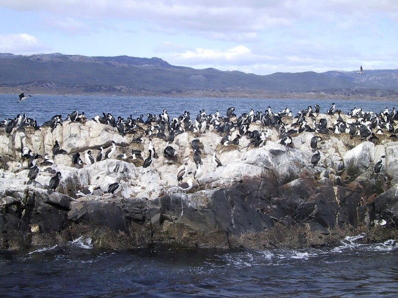 [DOT CD02] Ushuaia, Argentina, South America - Auk colony; DISPLAY FULL IMAGE.