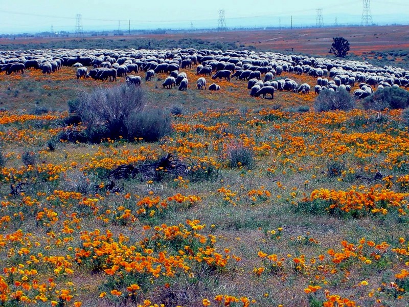 [DOT CD02] California Mojave Desert- Sheep; DISPLAY FULL IMAGE.