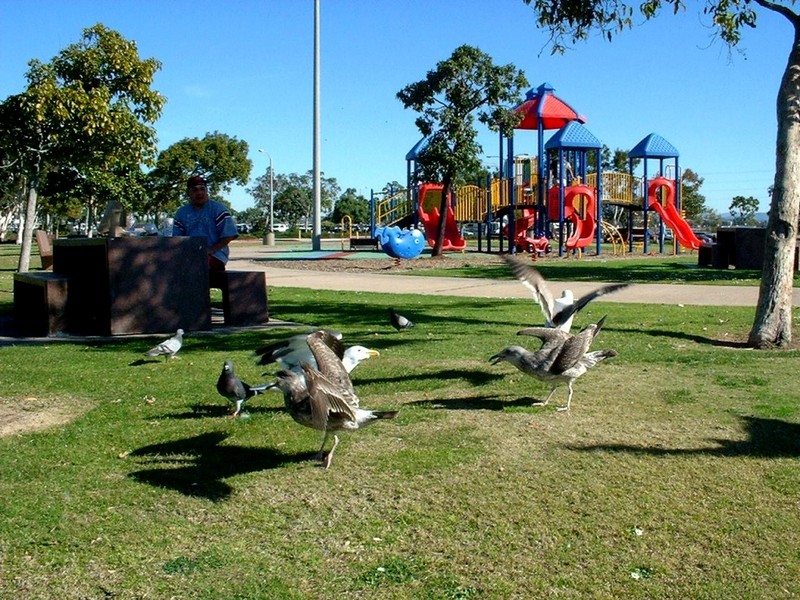 [DOT CD02] California National City- Gulls; DISPLAY FULL IMAGE.