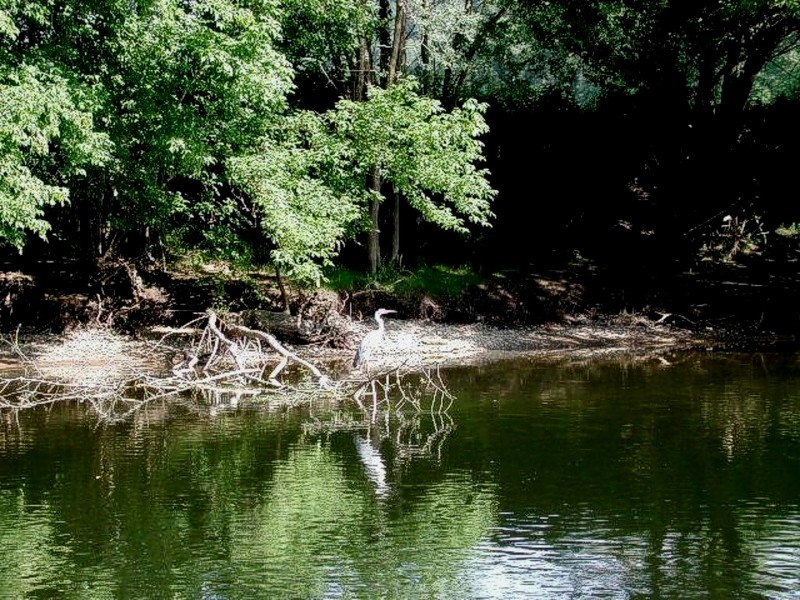 [DOT CD03] France La Roque Gageac - Grey Heron; DISPLAY FULL IMAGE.