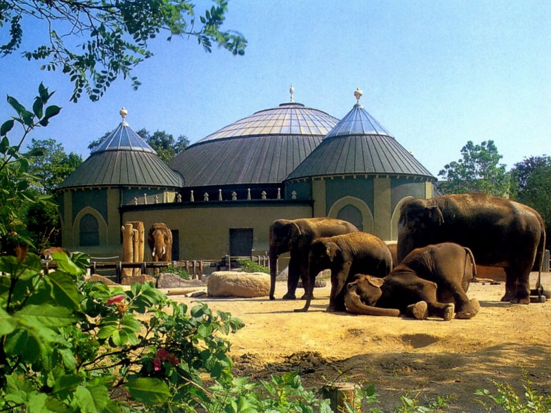 [DOT CD03] Germany - Munich - Hellabrunn Zoo - Asiatic Elephants; DISPLAY FULL IMAGE.