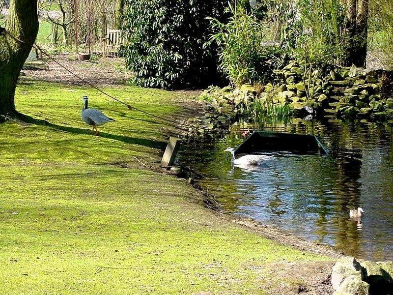 [DOT CD03] Netherlands - Gelderse Valley - Rural Home April 2001 - Bar-headed Goose; DISPLAY FULL IMAGE.