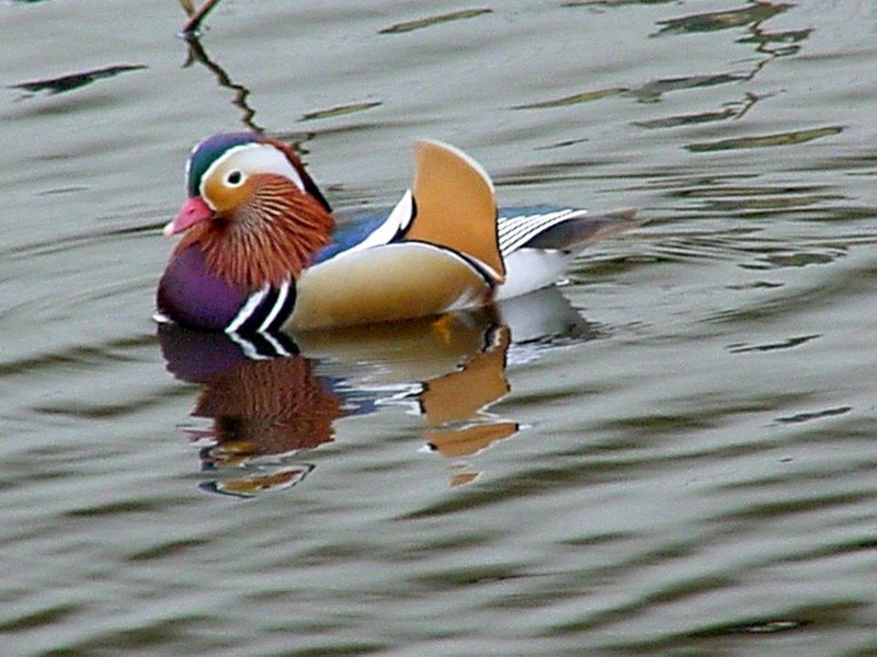 [DOT CD03] Netherlands - Gelderse Valley - Rural Home March 2001 - Mandarin Duck; DISPLAY FULL IMAGE.