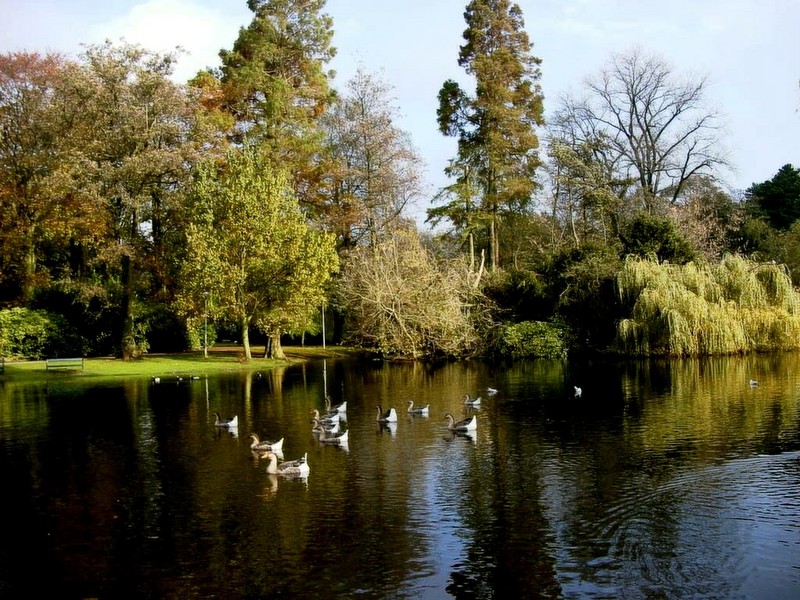 [DOT CD03] Netherlands - Province of Utrecht - City of Utrecht - Geese; DISPLAY FULL IMAGE.
