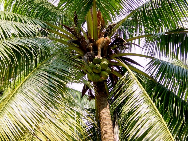 [DOT CD03] Thailand - Koh Samui - Monkey; DISPLAY FULL IMAGE.