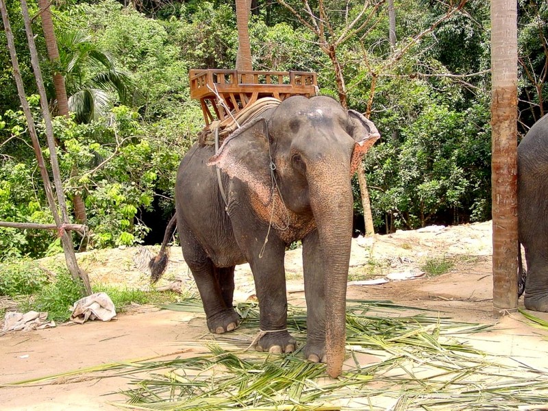 [DOT CD03] Thailand - Koh Samui - Thai Elephant; DISPLAY FULL IMAGE.