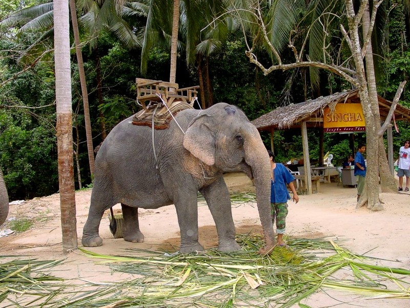 [DOT CD03] Thailand - Koh Samui - Thai Elephant; DISPLAY FULL IMAGE.