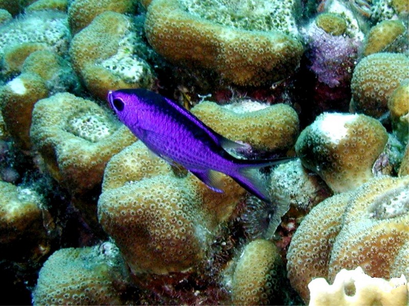 [DOT CD03] Underwater - Blue Chromis; DISPLAY FULL IMAGE.