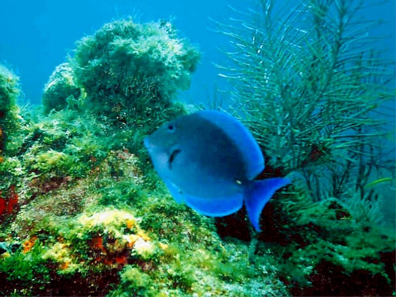 [DOT CD03] Underwater - Blue Tang; DISPLAY FULL IMAGE.