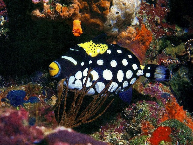 [DOT CD03] Underwater - Clown Triggerfish; DISPLAY FULL IMAGE.