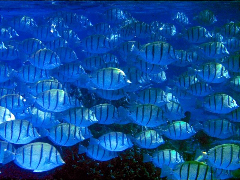 [DOT CD03] Underwater - Convict Tang Shoal; DISPLAY FULL IMAGE.