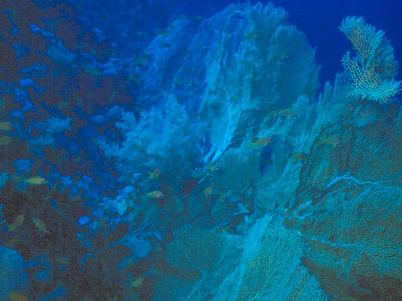 [DOT CD03] Underwater - Corals; DISPLAY FULL IMAGE.