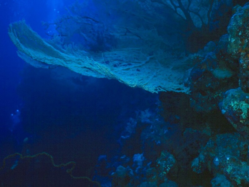 [DOT CD03] Underwater - Corals; DISPLAY FULL IMAGE.