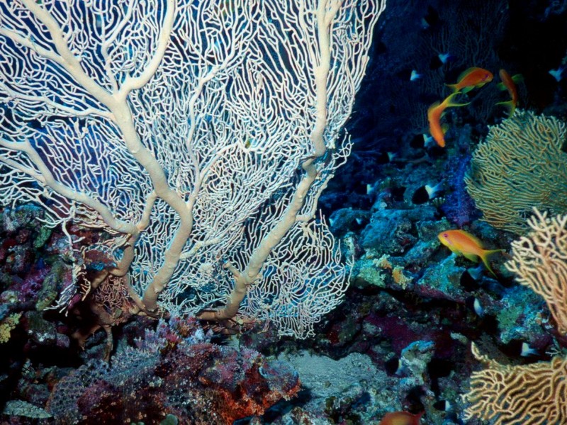 [DOT CD03] Underwater - Sea Fan; DISPLAY FULL IMAGE.