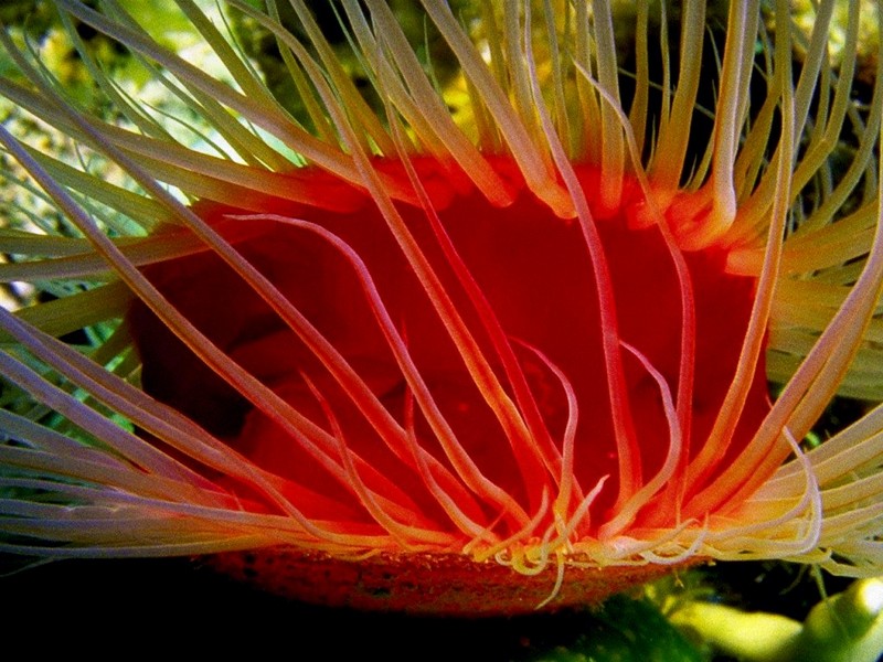 [DOT CD03] Underwater - Flame Scallop; DISPLAY FULL IMAGE.