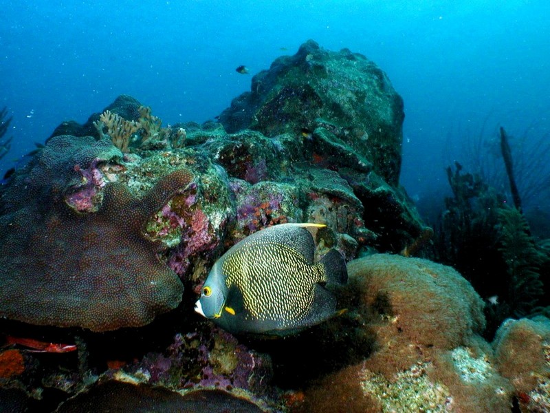 [DOT CD03] Underwater - French Angelfish; DISPLAY FULL IMAGE.