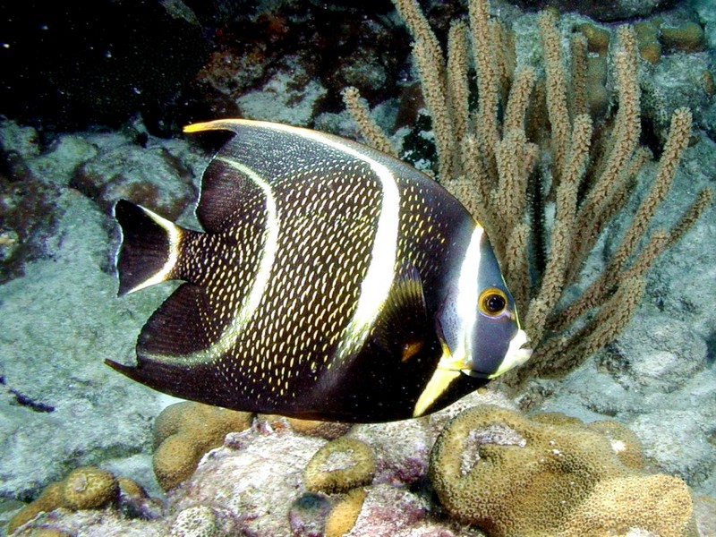 [DOT CD03] Underwater - French Angelfish; DISPLAY FULL IMAGE.