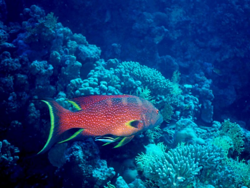 [DOT CD03] Underwater - Grouper; DISPLAY FULL IMAGE.