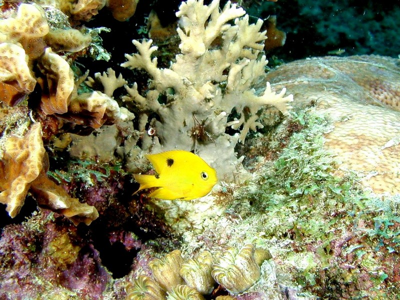 [DOT CD03] Underwater - Honey Damselfish; DISPLAY FULL IMAGE.